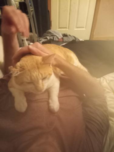 Lost Male Cat last seen Done Roven and Bennock Mill, Augusta, GA 30906