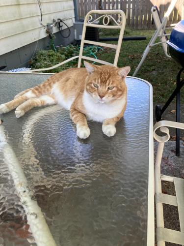 Lost Male Cat last seen Near near 17 th street and Pasadena Indianapolis in , Indianapolis, IN 46219