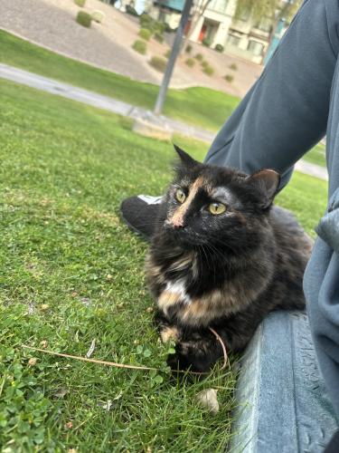 Lost Female Cat last seen Arizona Grand Resort, Phoenix, AZ 85044