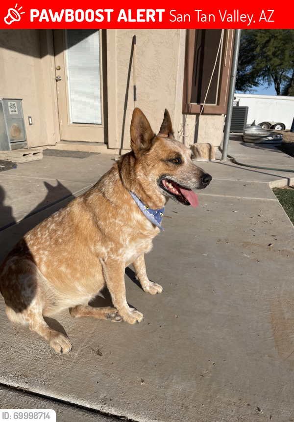 Lost Female Dog last seen Pork shop, San Tan Valley, AZ 85140