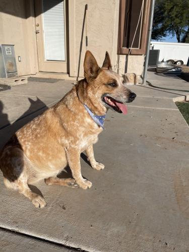 Lost Female Dog last seen Pork shop, San Tan Valley, AZ 85140