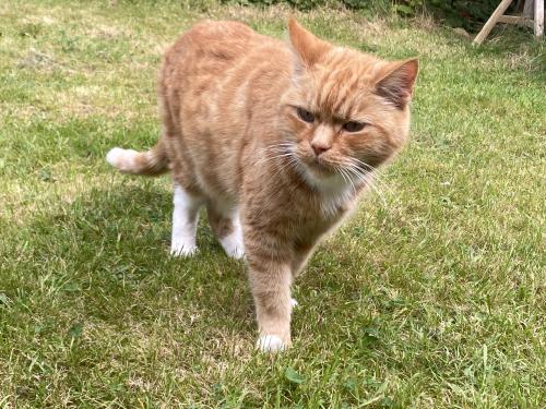 Lost Male Cat last seen Weaste Allotments , Greater Manchester, England M6 8DX