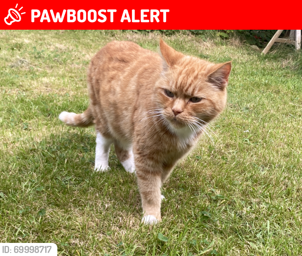 Lost Male Cat last seen Weaste Allotments , Greater Manchester, England M6 8DX