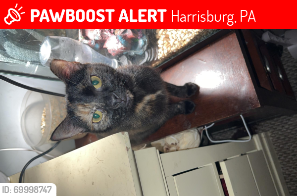 Lost Female Cat last seen Near shipoke area , Harrisburg, PA 17104