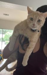 Lost Male Cat last seen McQueen road and ocotillo, Chandler, AZ 85249