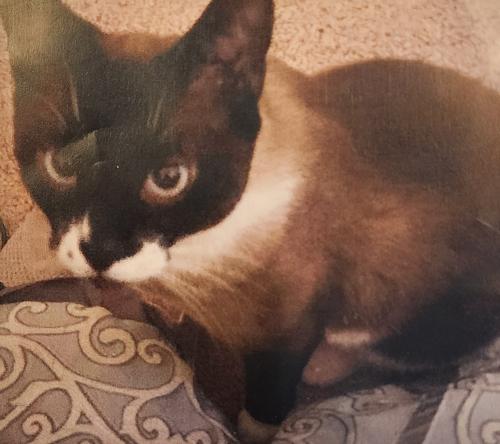 Lost Male Cat last seen WOODCREST ests apmt COMPLEX , Port Jefferson Station, NY 11776