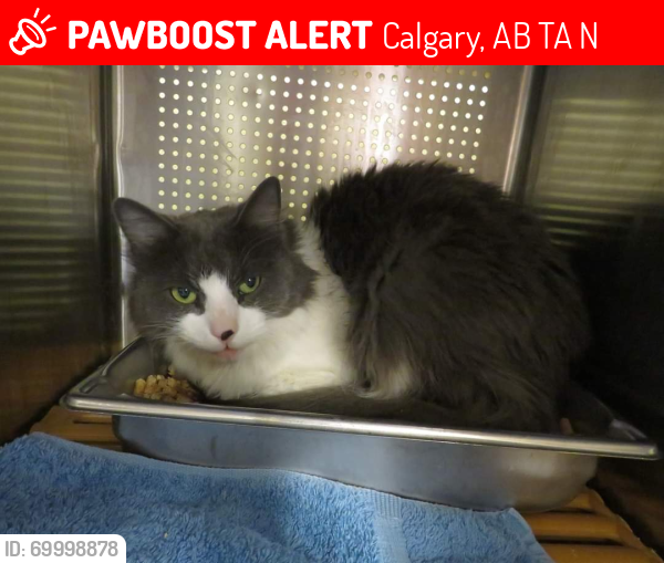 Lost Male Cat last seen 14th Ave and 45 st se, Calgary, AB T2A 1N2
