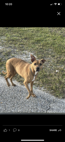 Lost Female Dog last seen Andalusia, Cape Coral, FL 33909