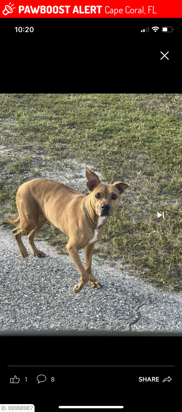 Lost Female Dog last seen Andalusia, Cape Coral, FL 33909