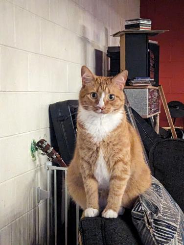 Lost Male Cat last seen Sam's Branch and Samuel Lane in Candler NC, Candler, NC 28715