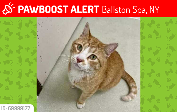 Lost Male Cat last seen Saratoga County Animal Shelter 6010 County Farm Rd. Ballston Spa NY 12020, Ballston Spa, NY 12020