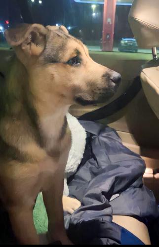 Lost Male Dog last seen Near US 220 Asheboro, NC 27205 GH Mart gas station, Asheboro, NC 27205