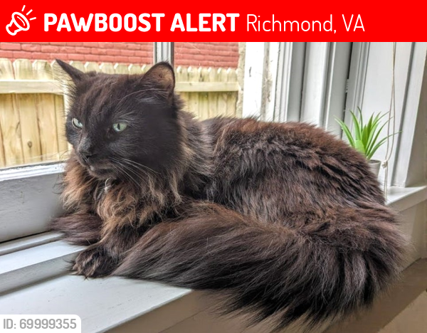 Deceased Male Cat last seen Birch St. and West St., Richmond, VA 23220