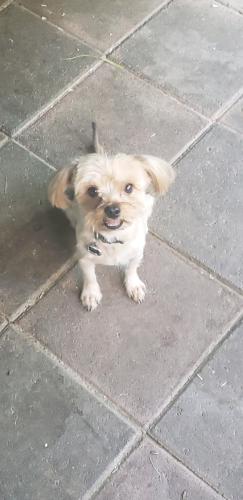 Lost Male Dog last seen Chaparral Park, Fontana, CA 92337