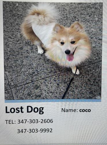 Lost Male Dog last seen Near st bronx ny, The Bronx, NY 10453