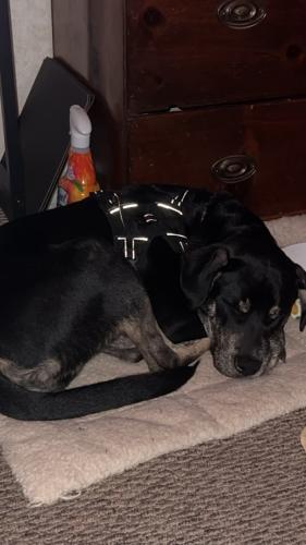Lost Male Dog last seen Cross the street from South Jackson Elementary , Athens, GA 30607