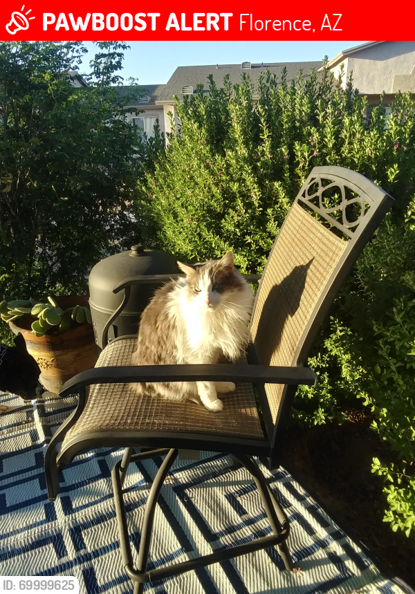 Lost Male Cat last seen Duron, Florence, AZ 85132
