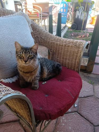 Lost Male Cat last seen Cesar Chavez , Albuquerque, NM 87102