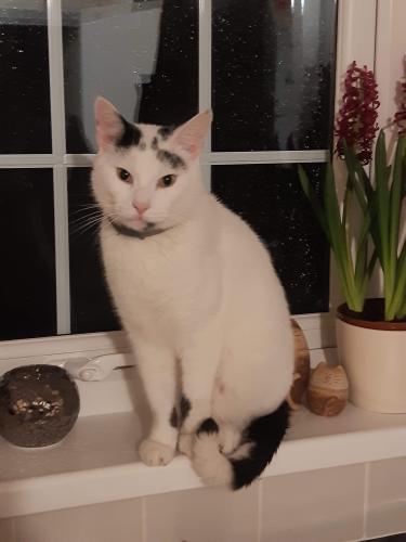 Lost Male Cat last seen SY217ND, Powys, Wales SY21