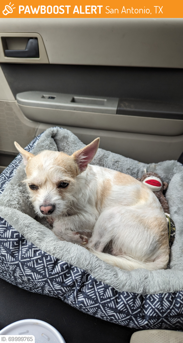 San Antonio, TX Stray Male Dog Found Near Phil hardberger Park PawBoost