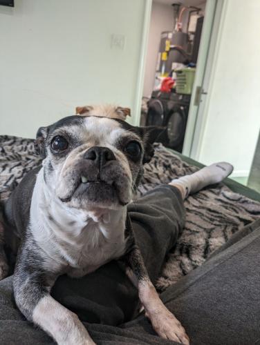 Lost Female Dog last seen Cloudview- Tramway , Albuquerque, NM 87123