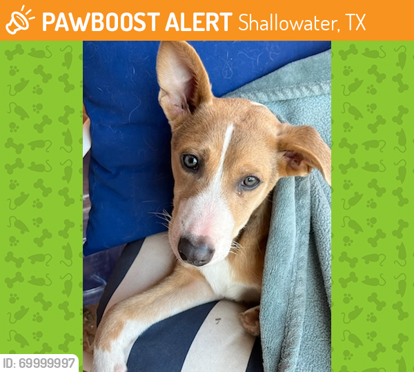Found/Stray Male Dog last seen County road 6400, lubbock tx, Lubbock County, TX 79416