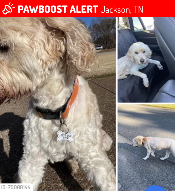 Lost Female Dog last seen Pipkin road, Jackson, TN 38305