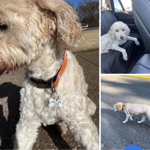 Lost Female Dog last seen Pipkin road, Jackson, TN 38305