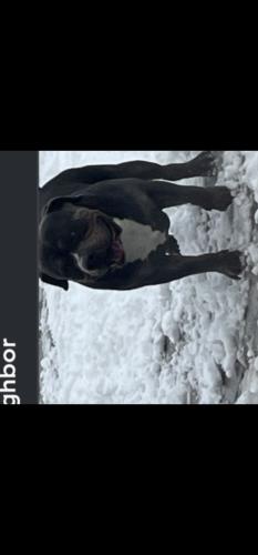 Lost Male Dog last seen 98th and sage, Albuquerque, NM 87121