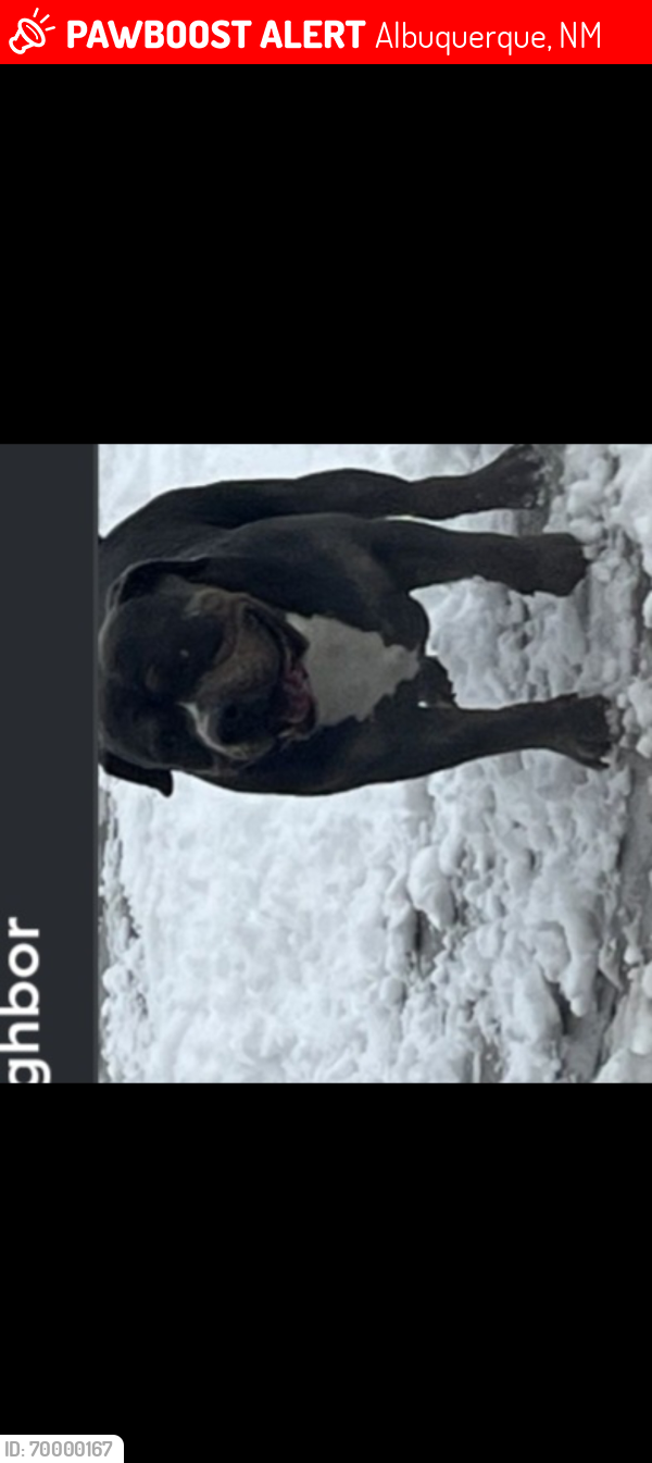 Lost Male Dog last seen 98th and sage, Albuquerque, NM 87121