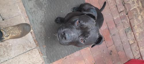 Lost Male Dog last seen Lines rd mudla wirra rd, Wasleys, SA 5400