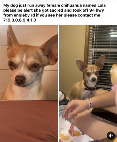 Lost Female Dog last seen Ellicot area please my girl is missing and this wether is horrible help me bring my baby  😢, Colorado Springs, CO 80930