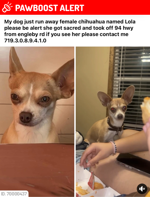 Lost Female Dog last seen Ellicot area please my girl is missing and this wether is horrible help me bring my baby  😢, Colorado Springs, CO 80930