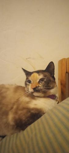 Lost Female Cat last seen Last seen10650 East Vah ki inn rd inside of a almost empty house, Coolidge, AZ 85128