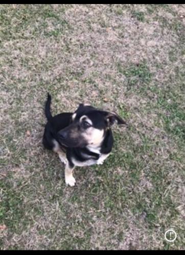 Lost Male Dog last seen Rockland or his  2420 jeffersonville rd, Macon, GA 31217