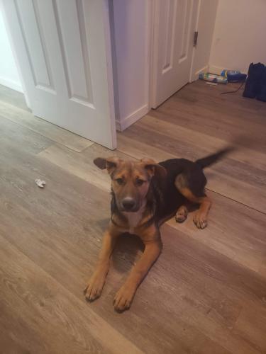 Lost Male Dog last seen Coor and arenal , Albuquerque, NM 87121