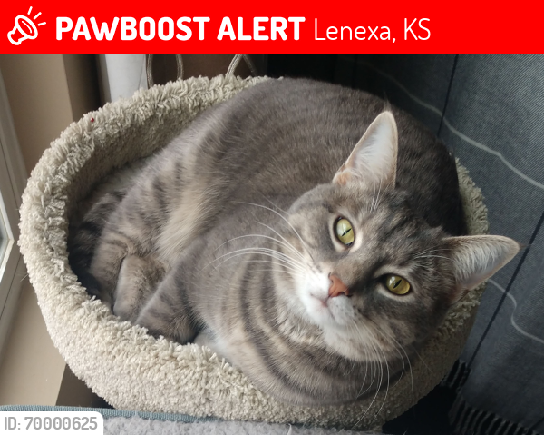 Lost Female Cat last seen 90th Terrace & Mistletoe Lenexa, KS 66227, Lenexa, KS 66227