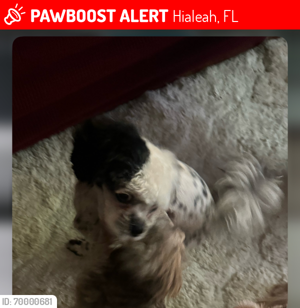 Lost Male Dog last seen W 57th St and 3rd Avenue, Hialeah, FL 33012, Hialeah, FL 33012