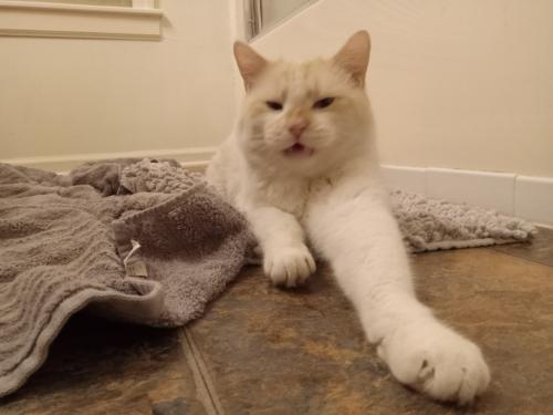 Lost Male Cat last seen Mass and Barker, Lawrence, KS 66046
