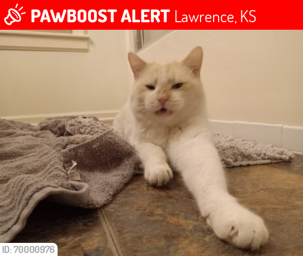 Lost Male Cat last seen Mass and Barker, Lawrence, KS 66046