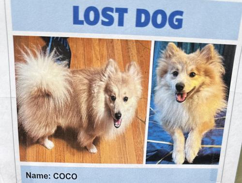 Lost Unknown Dog last seen Near street, The Bronx, NY 10457