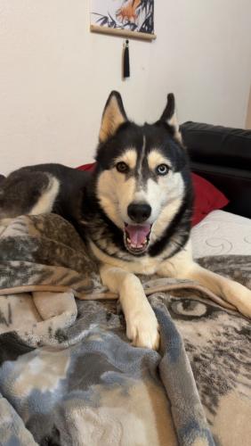 Lost Female Dog last seen Rio Bravo & Coors , South Valley, NM 87105