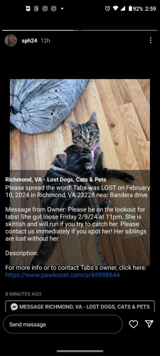 Lost Female Cat last seen Bandera Drive, Laurel, VA 23228