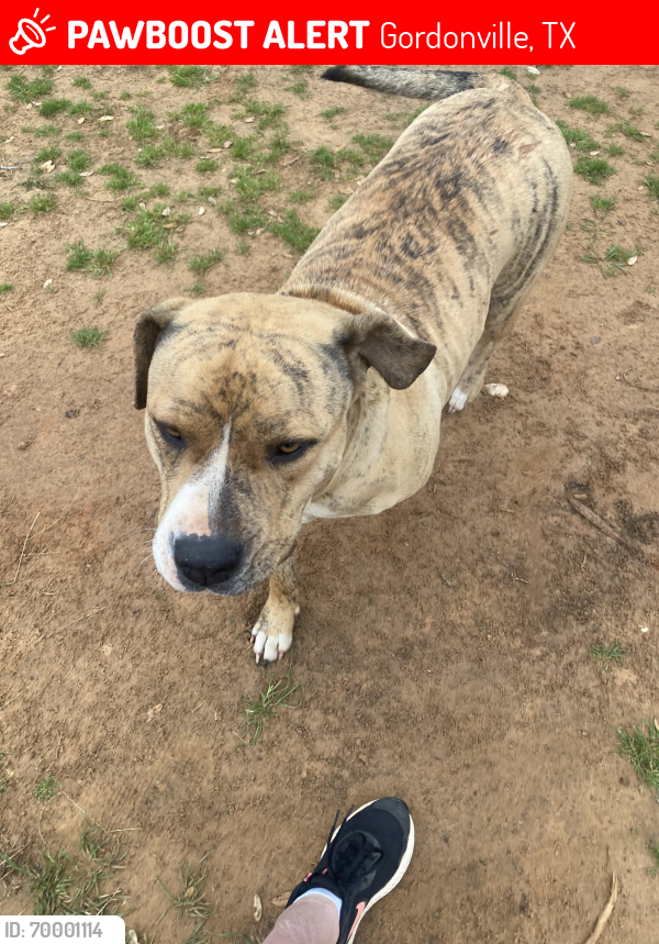 Lost Female Dog last seen Near & Rock creek Rd Gordonville, Gordonville, TX 76245