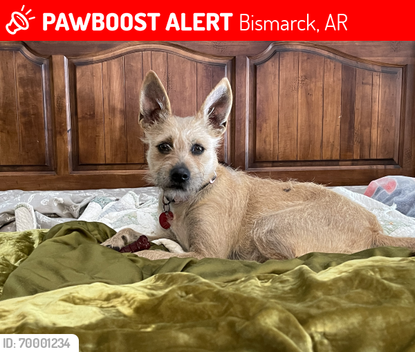 Lost Female Dog last seen Near Stand Ln and Greenacres Dr., Bismarck, AR 71929