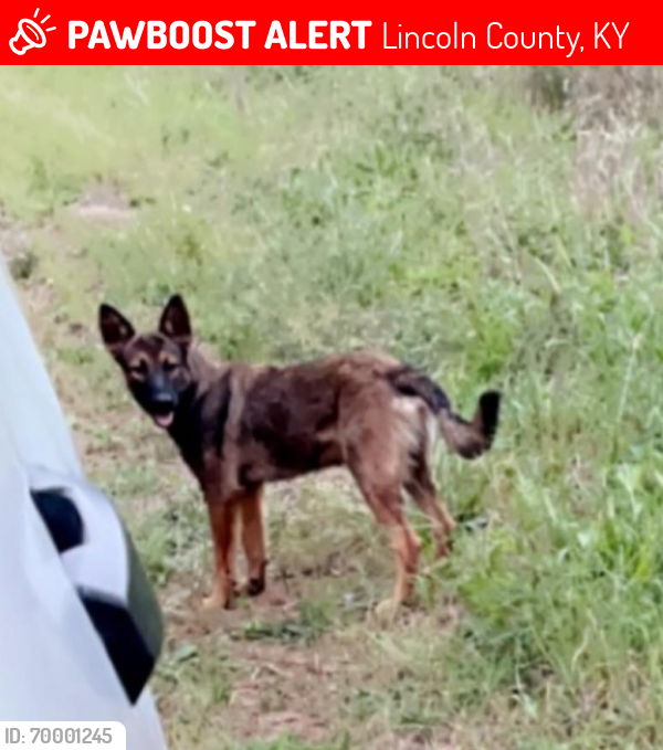 Lost Male Dog last seen Pine Grove Rd./643/1770/150, Lincoln County, KY 40419