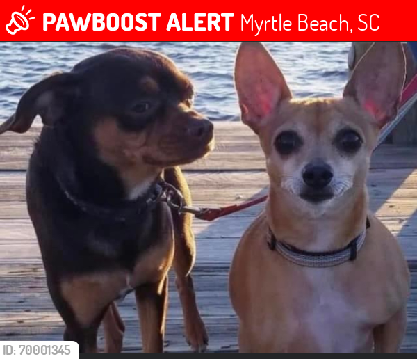 Lost Male Dog last seen Near Sommerworth Circle Myrtle Beach, Myrtle Beach, SC 29575