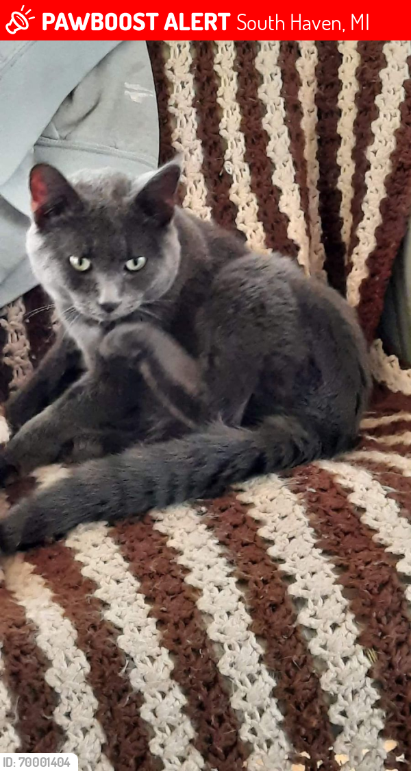 Lost Male Cat last seen Near M43, Between Maple Grove and 73rd Street, South Haven, MI 49090