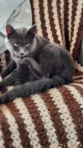 Lost Male Cat last seen Near M43, Between Maple Grove and 73rd Street, South Haven, MI 49090