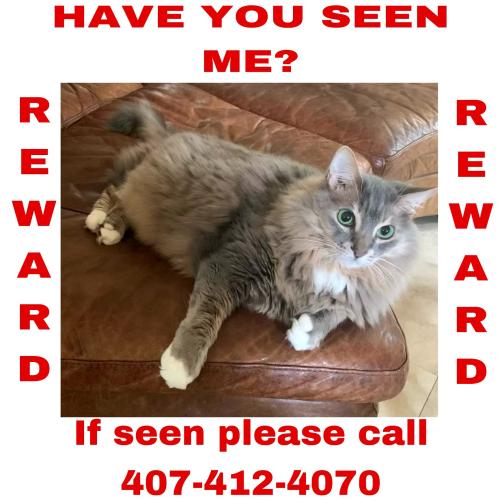 Lost Male Cat last seen Grand Villas subdivision, the Esplanade de Phillips FL, Orlando, FL 32819